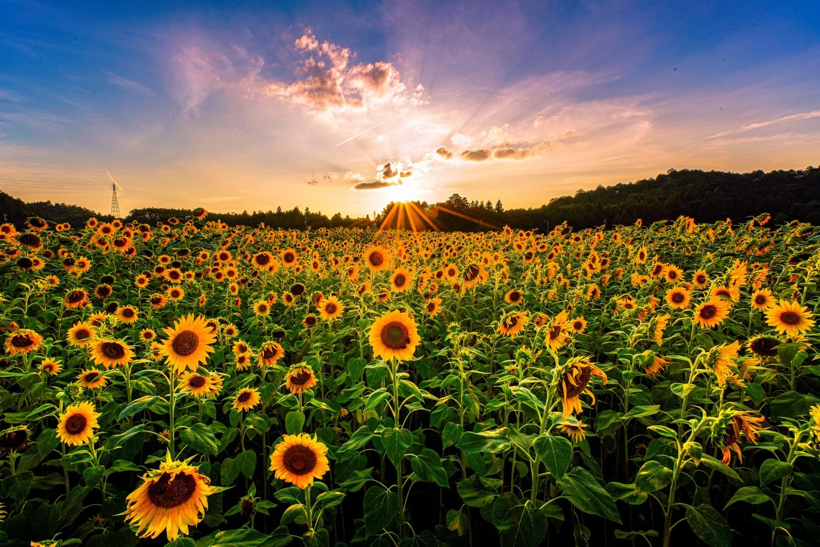 無料壁紙 夕焼けとヒマワリ。PCとデスクトップ壁紙に最適な4K高画質の無料壁紙。三重県玉城町のアスピア玉城で撮影したフリー写真素材