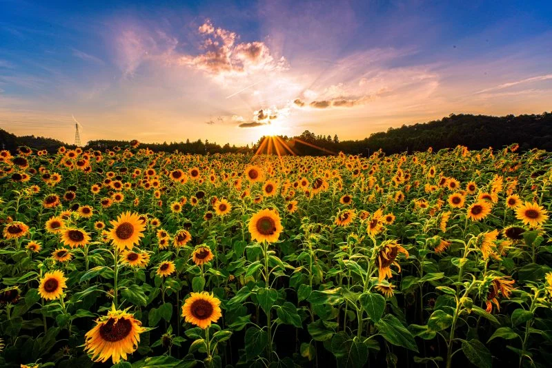 無料壁紙 夕焼けとヒマワリ。PCとデスクトップ壁紙に最適な4K高画質の無料壁紙。三重県玉城町のアスピア玉城で撮影したフリー写真素材