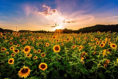 無料壁紙 夕焼けとヒマワリ。PCとデスクトップ壁紙に最適な4K高画質の無料壁紙。三重県玉城町のアスピア玉城で撮影したフリー写真素材