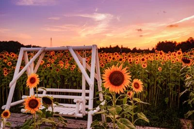無料壁紙 白いブランコとひまわり。PCとデスクトップ壁紙に最適な4K高画質の無料壁紙。三重県玉城町のアスピア玉城で撮影したフリー写真素材