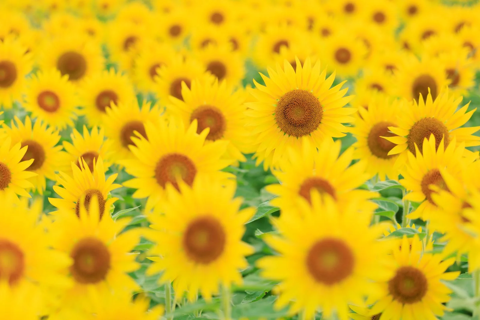 無料壁紙 １つだけやっほー。PCとデスクトップ壁紙に最適な4K高画質の無料壁紙。三重県玉城町のアスピア玉城で撮影したフリー写真素材