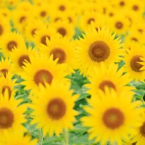 無料壁紙 １つだけやっほー。PCとデスクトップ壁紙に最適な4K高画質の無料壁紙。三重県玉城町のアスピア玉城で撮影したフリー写真素材