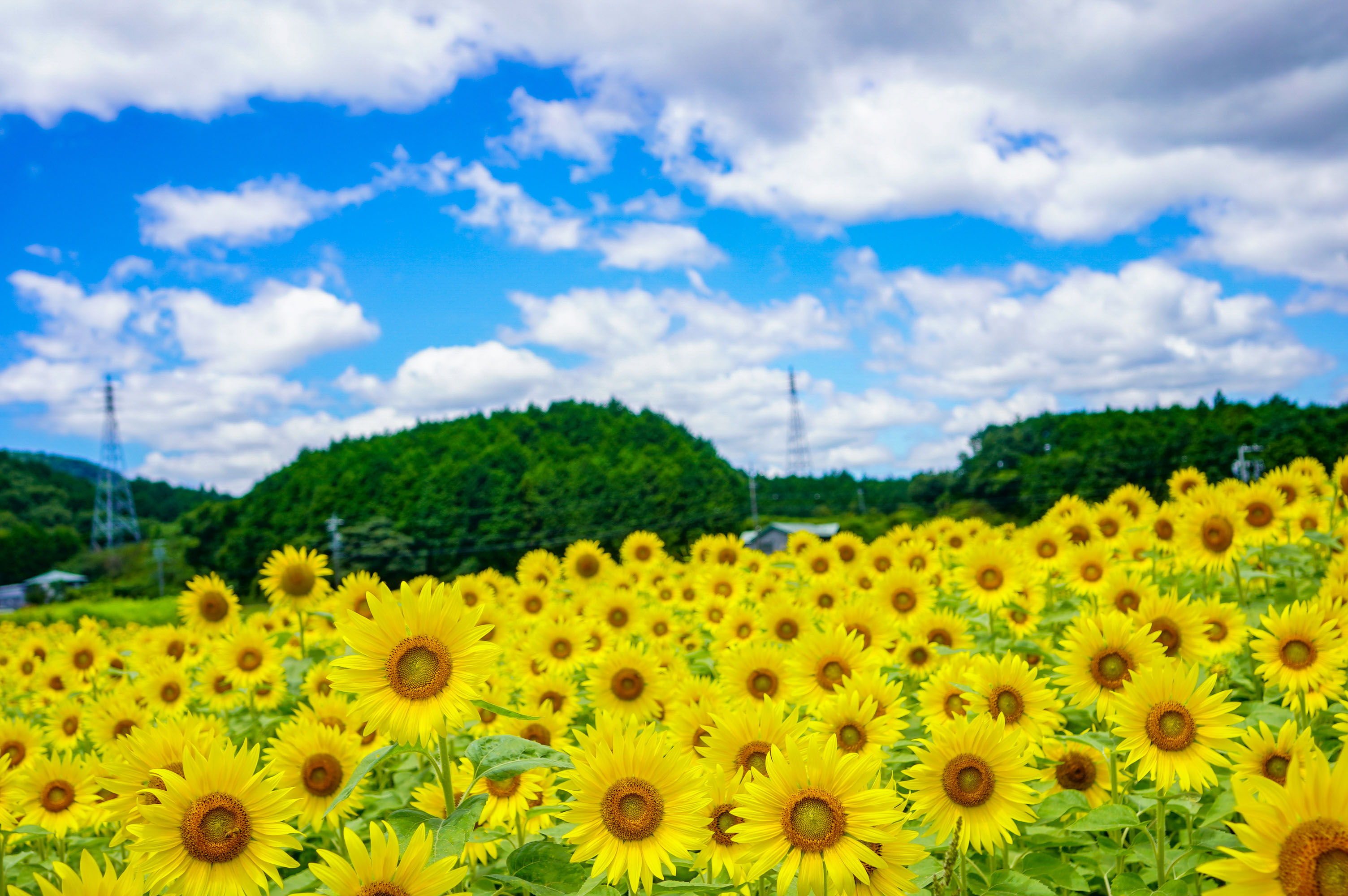 無料壁紙 夏色ひまわり。PCとデスクトップ壁紙に最適な4K高画質の無料壁紙。三重県玉城町のアスピア玉城で撮影したフリー写真素材