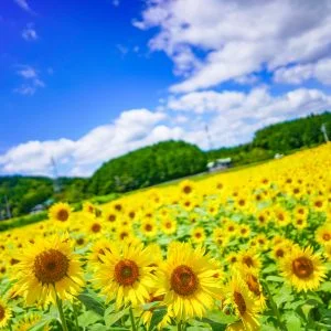 アスピア玉城のフリー写真素材