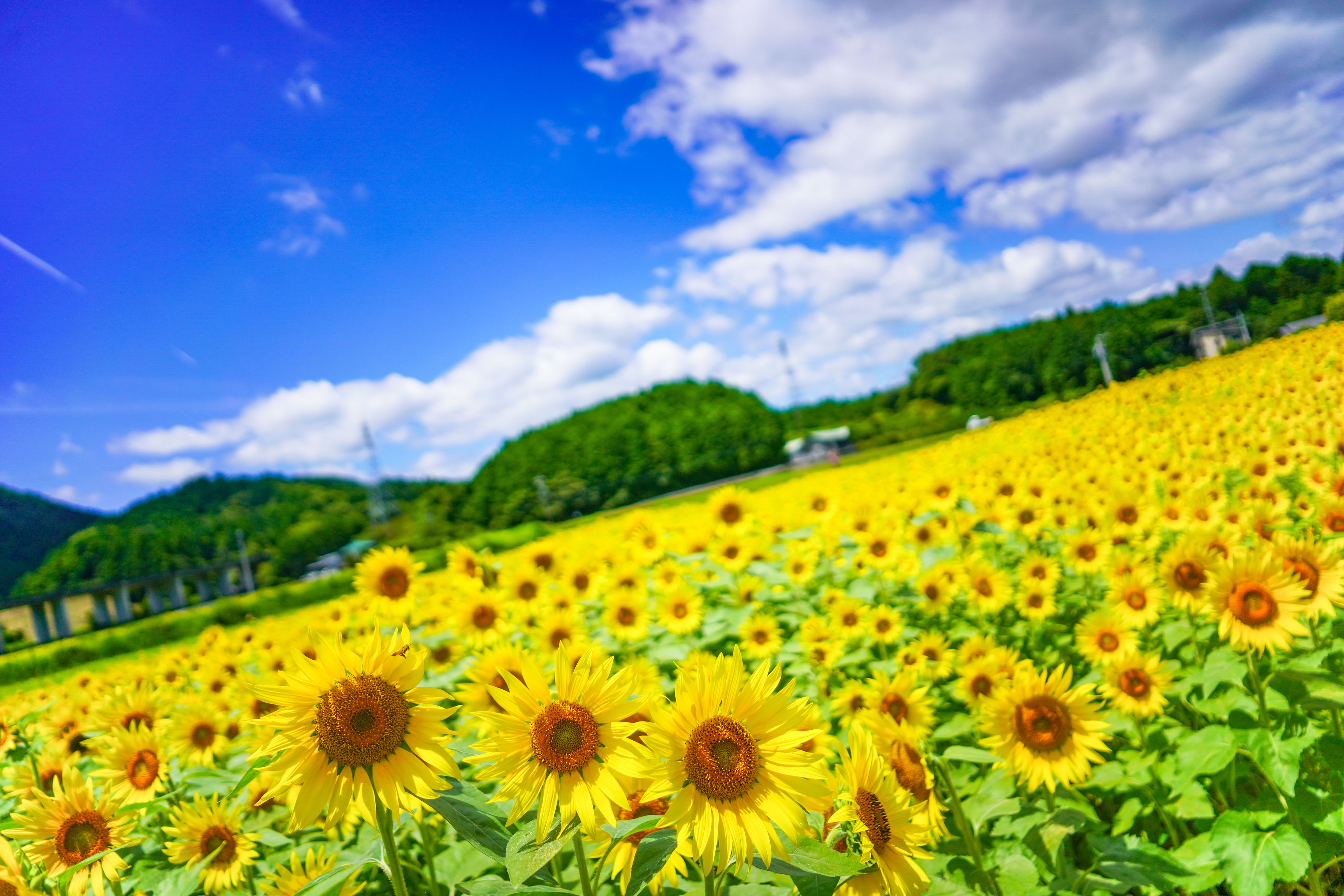 夏空のひまわり(三重県玉城町・アスピア玉城)