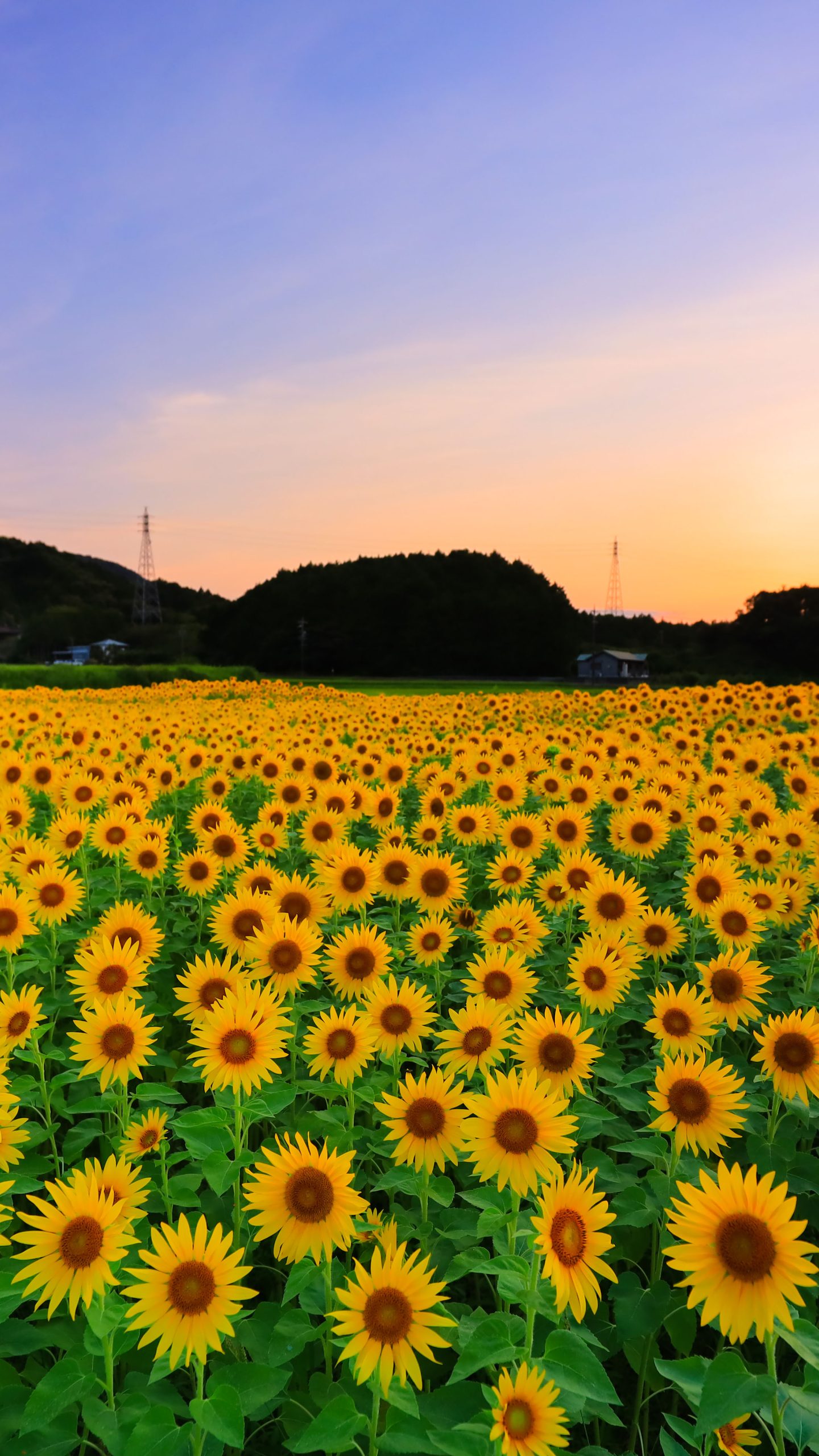 無料壁紙 夕暮れのひまわり畑。PCとデスクトップ壁紙に最適な4K高画質の無料壁紙。三重県玉城町のアスピア玉城で撮影したフリー写真素材
