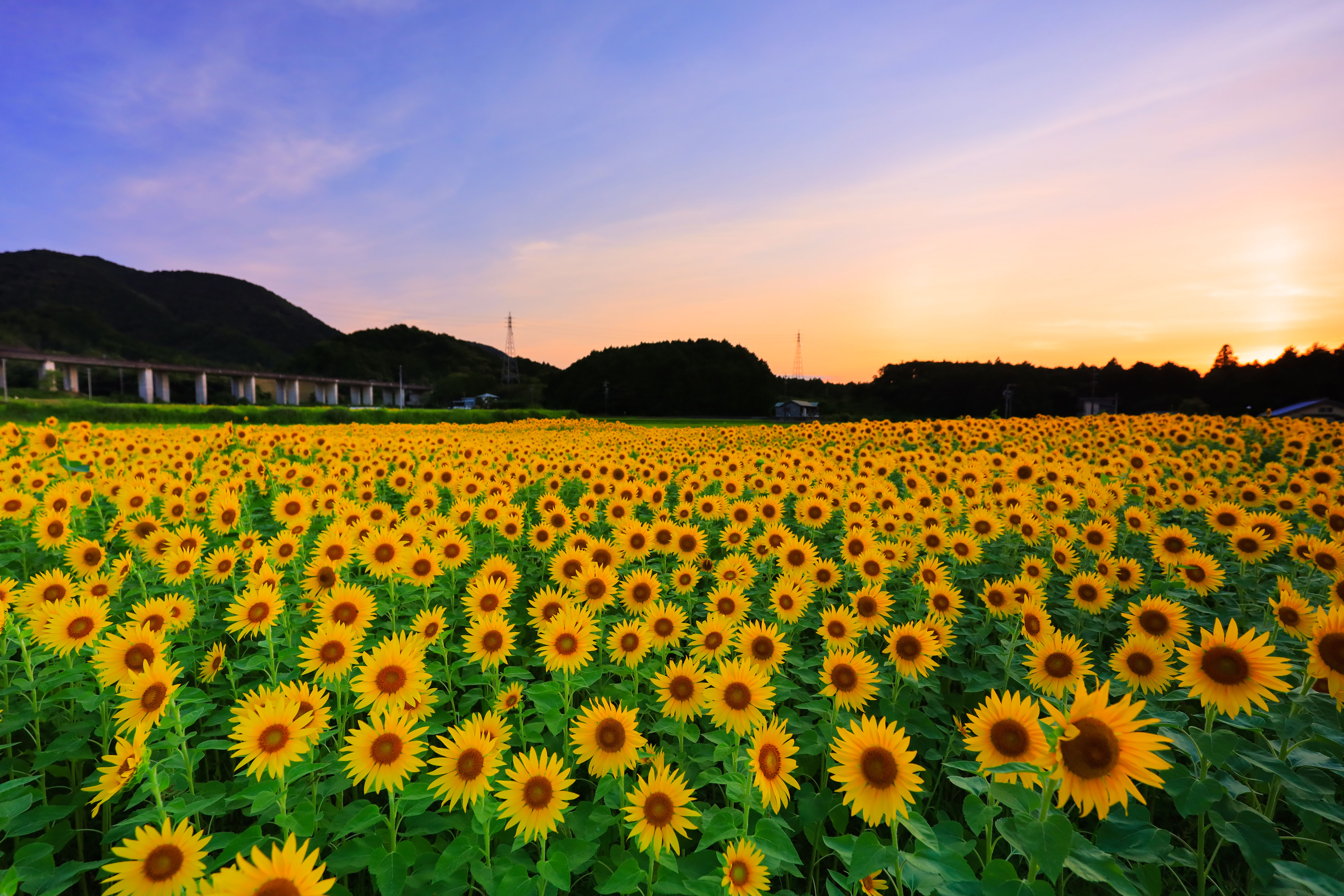アスピア玉城のフリー写真素材「夕暮れのひまわり畑」 | 三重フォト