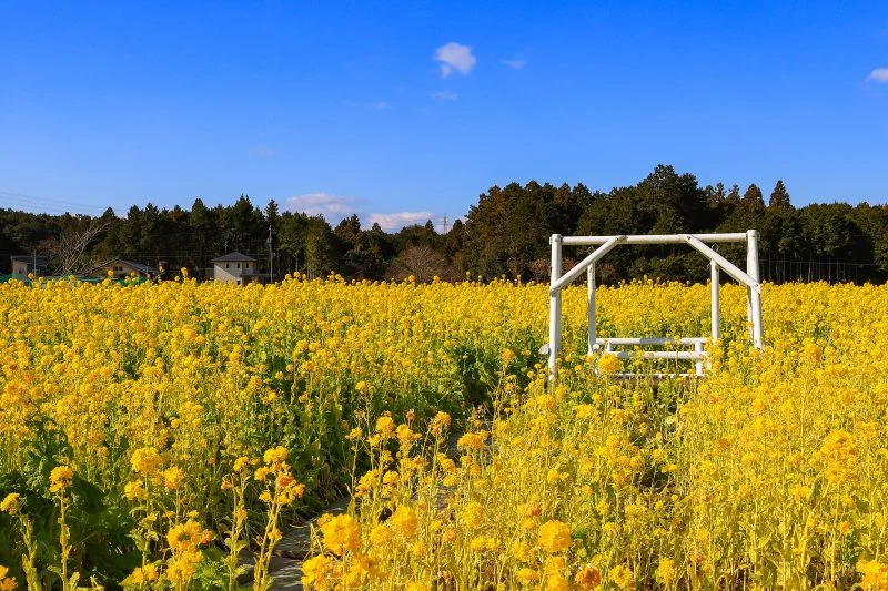 無料壁紙 冬の菜の花と白いブランコ。PCとデスクトップ壁紙に最適な4K高画質の無料壁紙。三重県玉城町のアスピア玉城で撮影したフリー写真素材