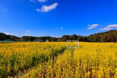 無料壁紙 広大な菜の花と青空。PCとデスクトップ壁紙に最適な4K高画質の無料壁紙。三重県玉城町のアスピア玉城で撮影したフリー写真素材