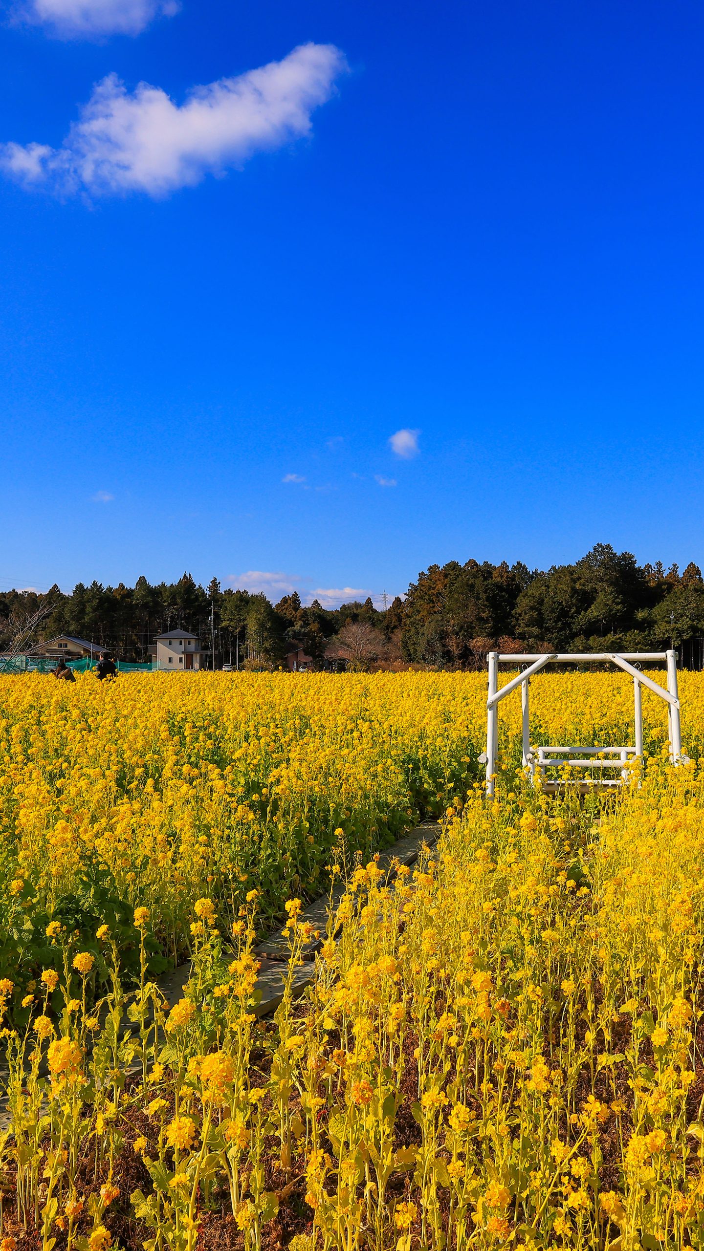 無料壁紙 広大な菜の花と青空。PCとデスクトップ壁紙に最適な4K高画質の無料壁紙。三重県玉城町のアスピア玉城で撮影したフリー写真素材