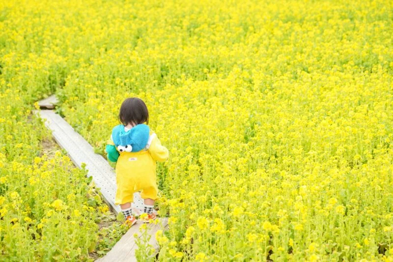無料壁紙 菜の花畑の通路を歩く子供。PCとデスクトップ壁紙に最適な4K高画質の無料壁紙。三重県玉城町のアスピア玉城で撮影したフリー写真素材