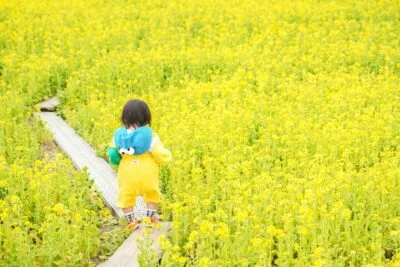 無料壁紙 菜の花畑の通路を歩く子供。PCとデスクトップ壁紙に最適な4K高画質の無料壁紙。三重県玉城町のアスピア玉城で撮影したフリー写真素材
