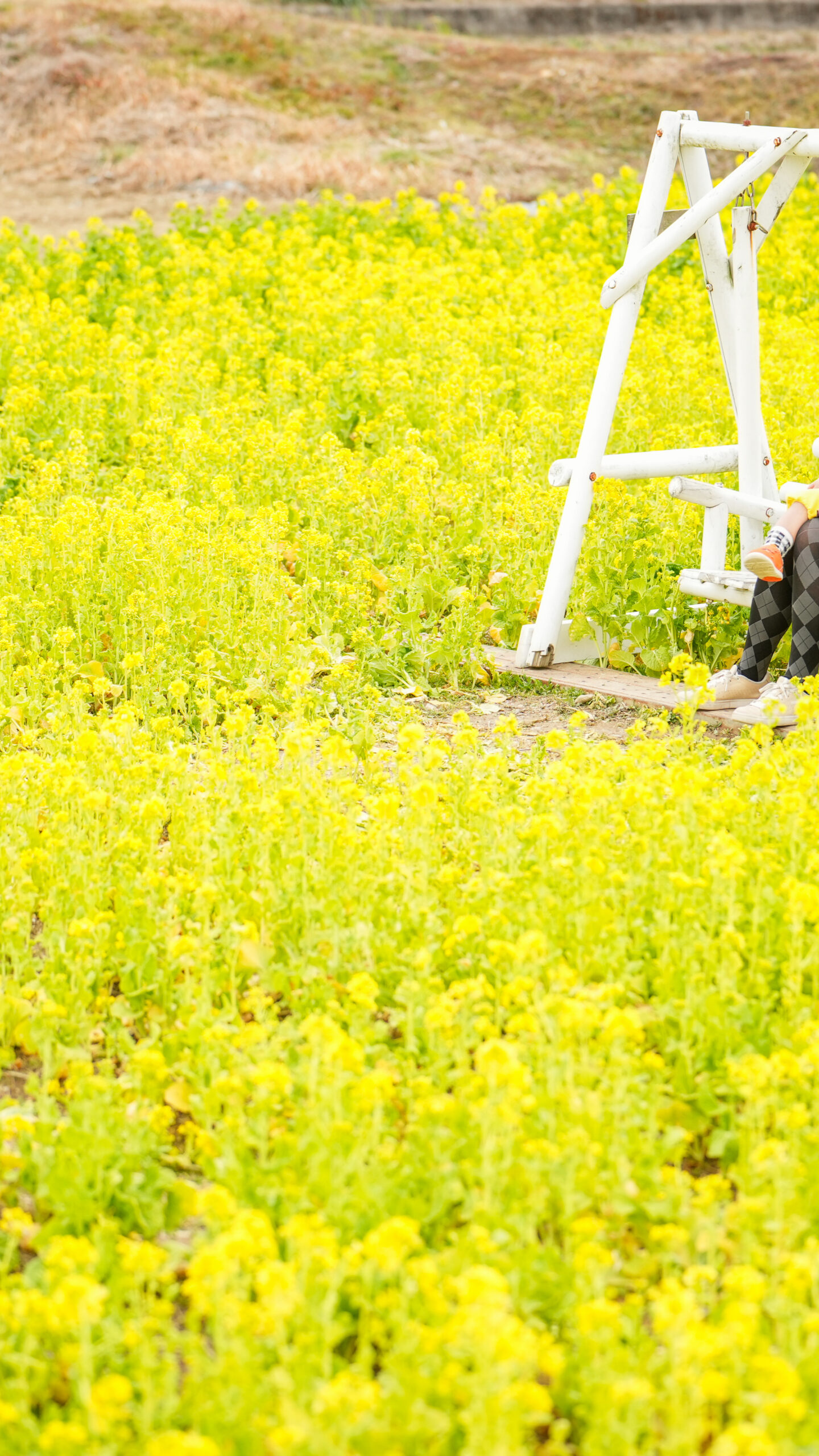 菜の花とブランコを楽しむ親子(三重県玉城町・アスピア玉城)