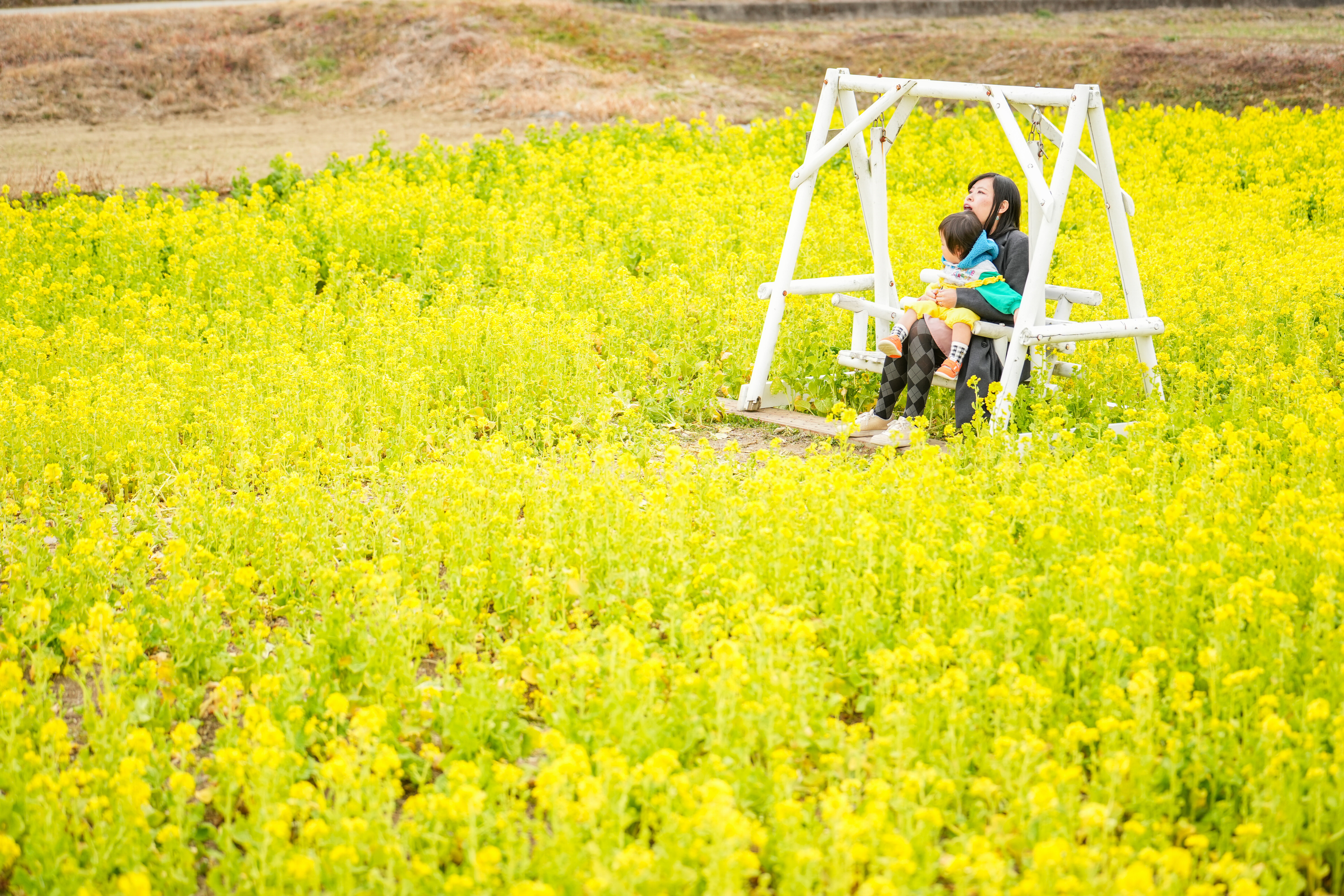 菜の花とブランコを楽しむ親子(三重県玉城町・アスピア玉城)