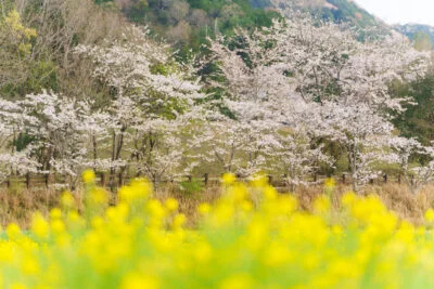 無料壁紙 桜と菜の花の競演。PCとデスクトップ壁紙に最適な4K高画質の無料壁紙。三重県玉城町のアスピア玉城で撮影したフリー写真素材