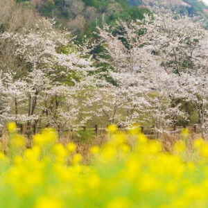 無料壁紙 桜と菜の花の競演。PCとデスクトップ壁紙に最適な4K高画質の無料壁紙。三重県玉城町のアスピア玉城で撮影したフリー写真素材
