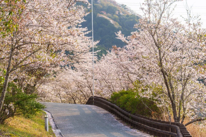 無料壁紙 桜並木の小道。PCとデスクトップ壁紙に最適な4K高画質の無料壁紙。三重県玉城町のアスピア玉城で撮影したフリー写真素材