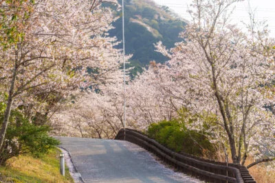 無料壁紙 桜並木の小道。PCとデスクトップ壁紙に最適な4K高画質の無料壁紙。三重県玉城町のアスピア玉城で撮影したフリー写真素材