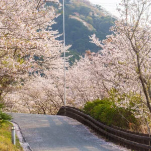 無料壁紙 桜並木の小道。PCとデスクトップ壁紙に最適な4K高画質の無料壁紙。三重県玉城町のアスピア玉城で撮影したフリー写真素材