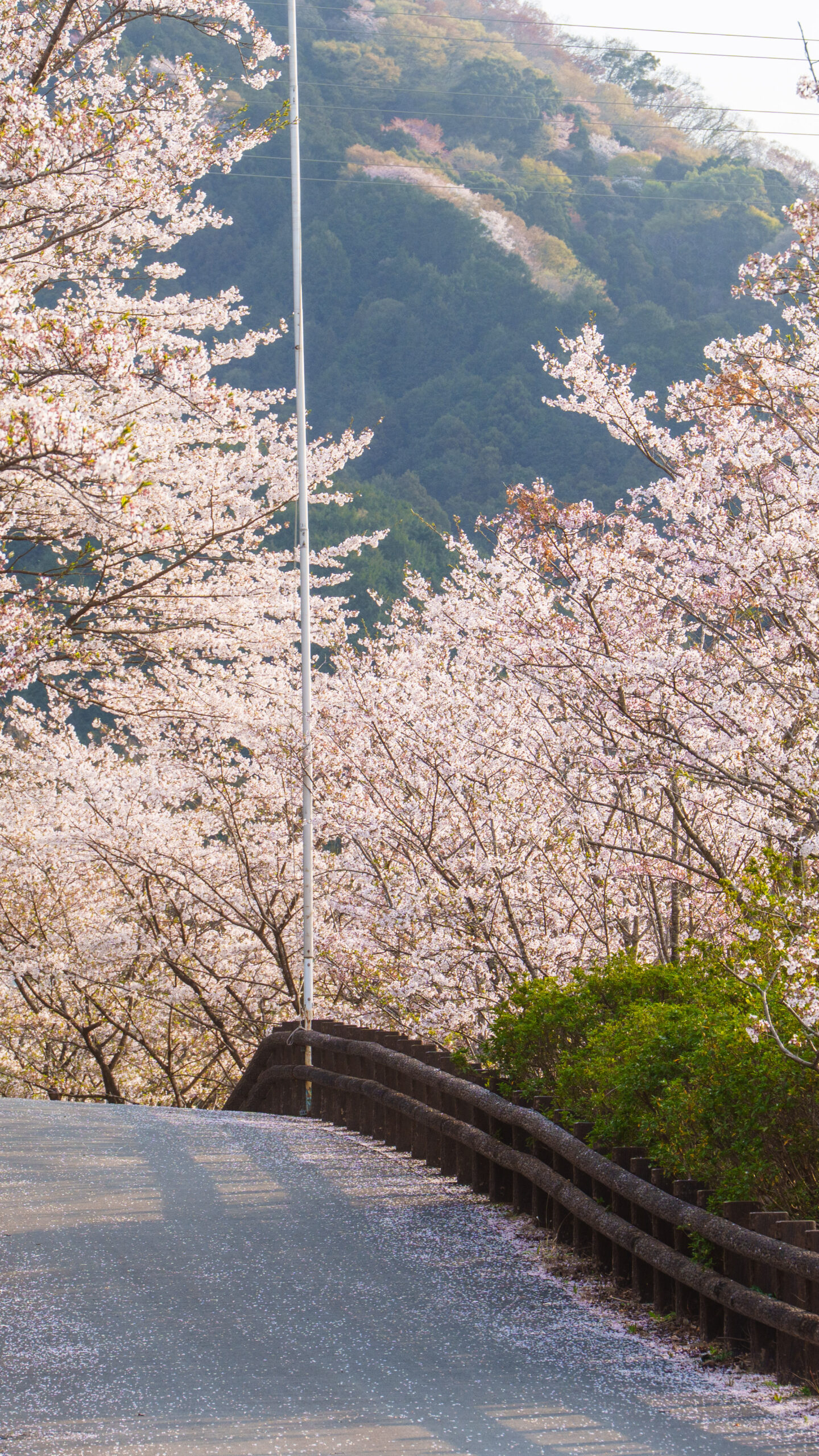 桜並木の小道(三重県玉城町・アスピア玉城)