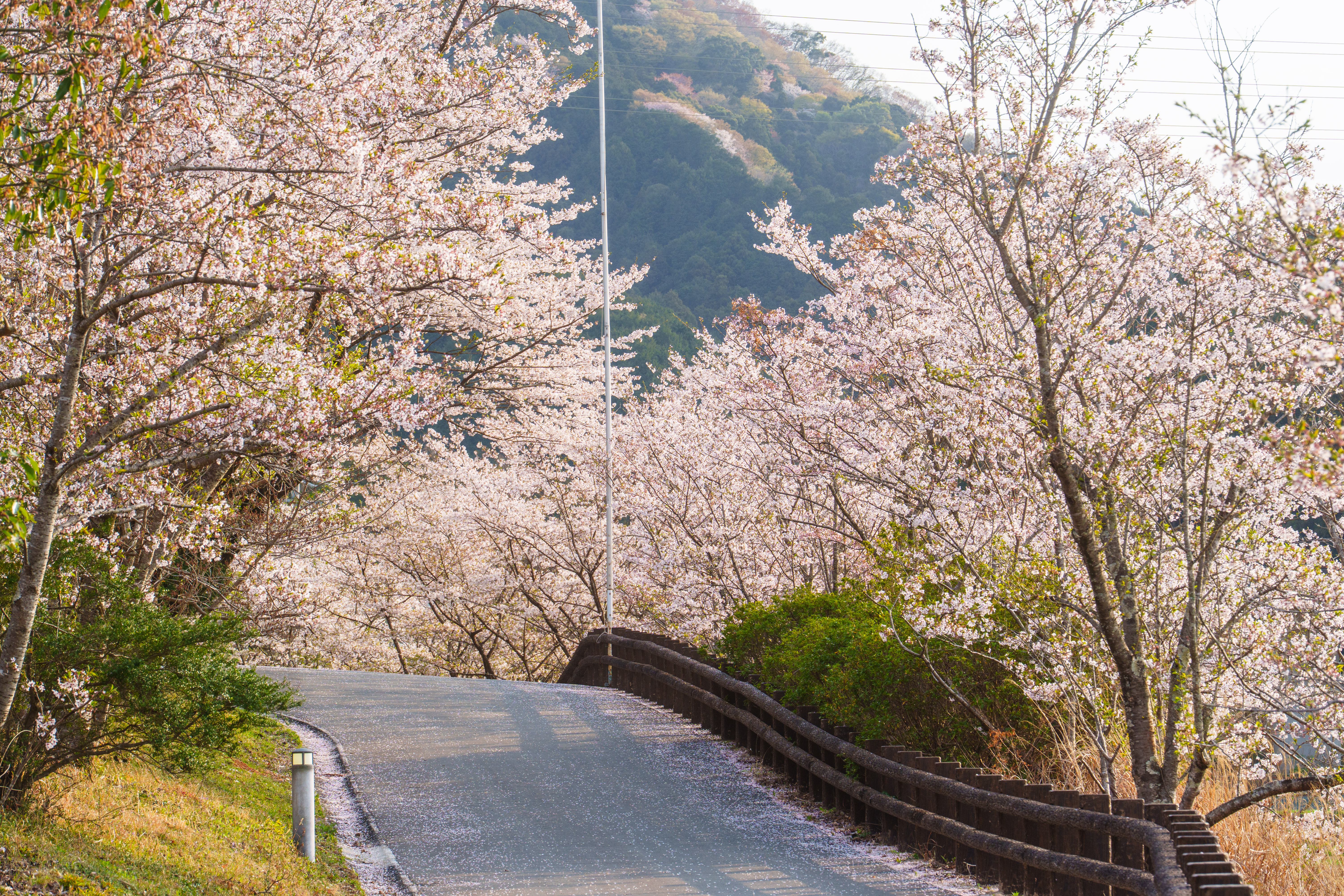 桜並木の小道(三重県玉城町・アスピア玉城)