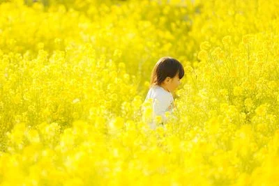 無料壁紙 菜の花畑を歩く子供。PCとデスクトップ壁紙に最適な4K高画質の無料壁紙。三重県玉城町のアスピア玉城で撮影したフリー写真素材