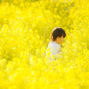無料壁紙 菜の花畑を歩く子供。PCとデスクトップ壁紙に最適な4K高画質の無料壁紙。三重県玉城町のアスピア玉城で撮影したフリー写真素材