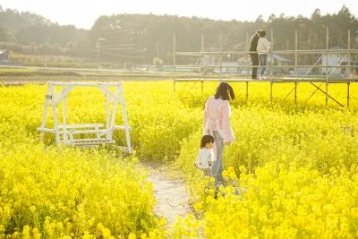無料壁紙 菜の花畑にあるブランコと見晴台。PCとデスクトップ壁紙に最適な4K高画質の無料壁紙。三重県玉城町のアスピア玉城で撮影したフリー写真素材