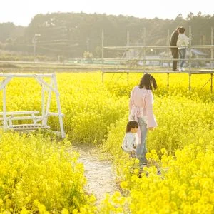 無料壁紙 菜の花畑にあるブランコと見晴台。PCとデスクトップ壁紙に最適な4K高画質の無料壁紙。三重県玉城町のアスピア玉城で撮影したフリー写真素材