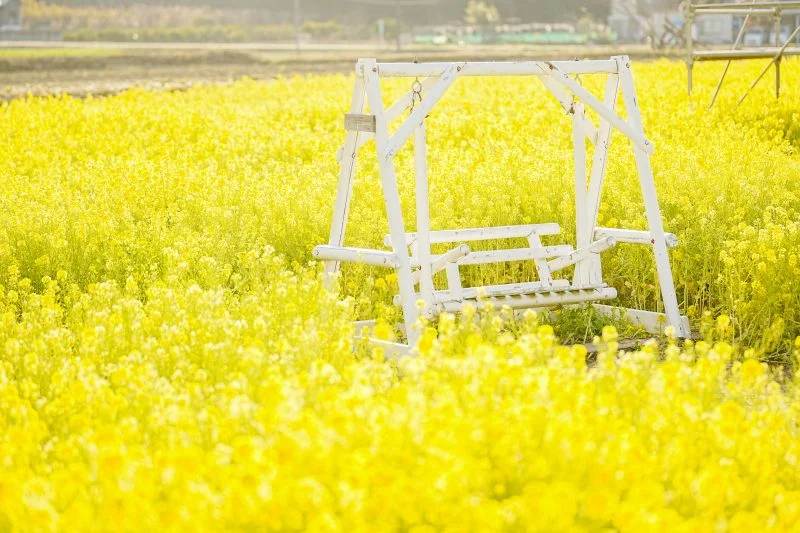 無料壁紙 菜の花に包まれる黄色いブランコ。PCとデスクトップ壁紙に最適な4K高画質の無料壁紙。三重県玉城町のアスピア玉城で撮影したフリー写真素材