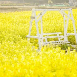 無料壁紙 菜の花に包まれる黄色いブランコ。PCとデスクトップ壁紙に最適な4K高画質の無料壁紙。三重県玉城町のアスピア玉城で撮影したフリー写真素材