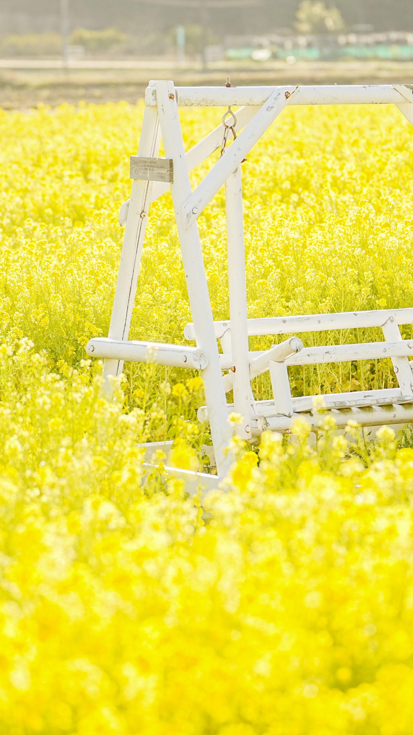 菜の花に包まれる黄色いブランコ(三重県玉城町・アスピア玉城)