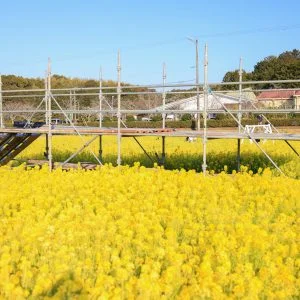 無料壁紙 お花の季節限定の見晴台。PCとデスクトップ壁紙に最適な4K高画質の無料壁紙。三重県玉城町のアスピア玉城で撮影したフリー写真素材