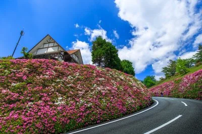 無料壁紙 ツツジの壁。PCとデスクトップ壁紙に最適な4K高画質の無料壁紙。三重県松阪市の道の駅 茶倉駅で撮影したフリー写真素材