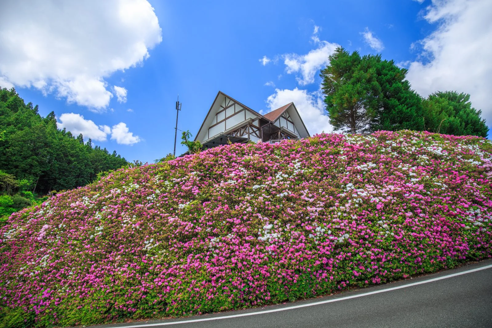 無料壁紙 ツツジに包まれて。PCとデスクトップ壁紙に最適な4K高画質の無料壁紙。三重県松阪市の道の駅 茶倉駅で撮影したフリー写真素材
