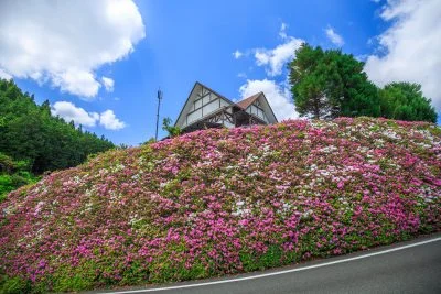 無料壁紙 ツツジに包まれて。PCとデスクトップ壁紙に最適な4K高画質の無料壁紙。三重県松阪市の道の駅 茶倉駅で撮影したフリー写真素材