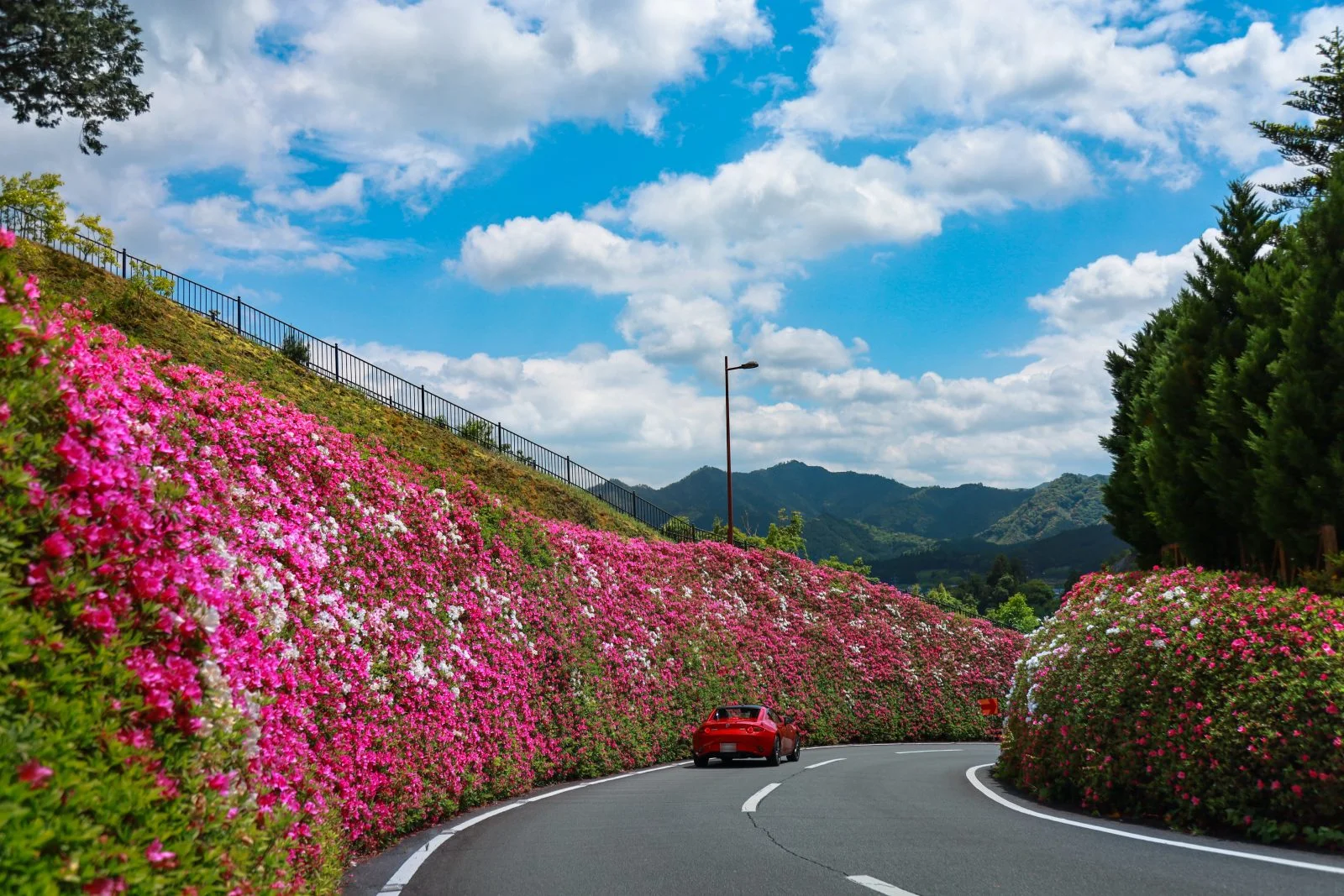 無料壁紙 初夏の花景色を駆け抜ける。PCとデスクトップ壁紙に最適な4K高画質の無料壁紙。三重県松阪市の道の駅 茶倉駅で撮影したフリー写真素材
