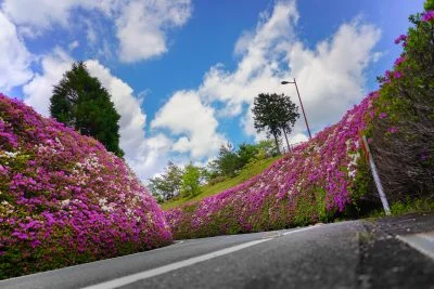 無料壁紙 紅白のツツジウェーブ。PCとデスクトップ壁紙に最適な4K高画質の無料壁紙。三重県松阪市の道の駅 茶倉駅で撮影したフリー写真素材