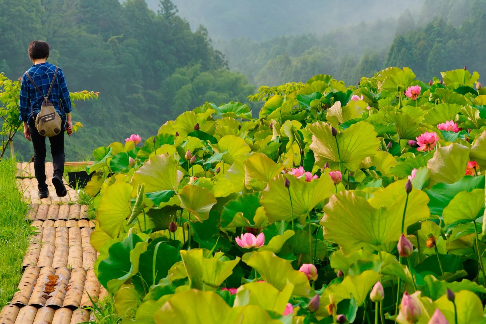 無料壁紙 蓮を鑑賞できる遊歩道。PCとデスクトップ壁紙に最適な4K高画質の無料壁紙。三重県津市の津市白山町二俣の蓮で撮影したフリー写真素材