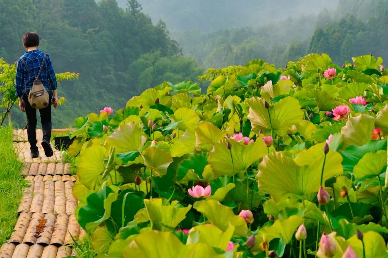 無料壁紙 蓮を鑑賞できる遊歩道。PCとデスクトップ壁紙に最適な4K高画質の無料壁紙。三重県津市の津市白山町二俣の蓮で撮影したフリー写真素材