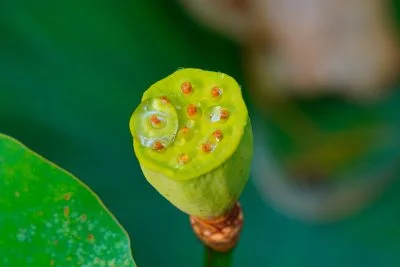 無料壁紙 蓮の花托（かたく）。PCとデスクトップ壁紙に最適な4K高画質の無料壁紙。三重県津市の津市白山町二俣の蓮で撮影したフリー写真素材