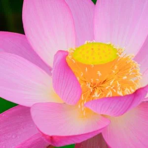 無料壁紙 蓮の花の中。PCとデスクトップ壁紙に最適な4K高画質の無料壁紙。三重県津市の津市白山町二俣の蓮で撮影したフリー写真素材