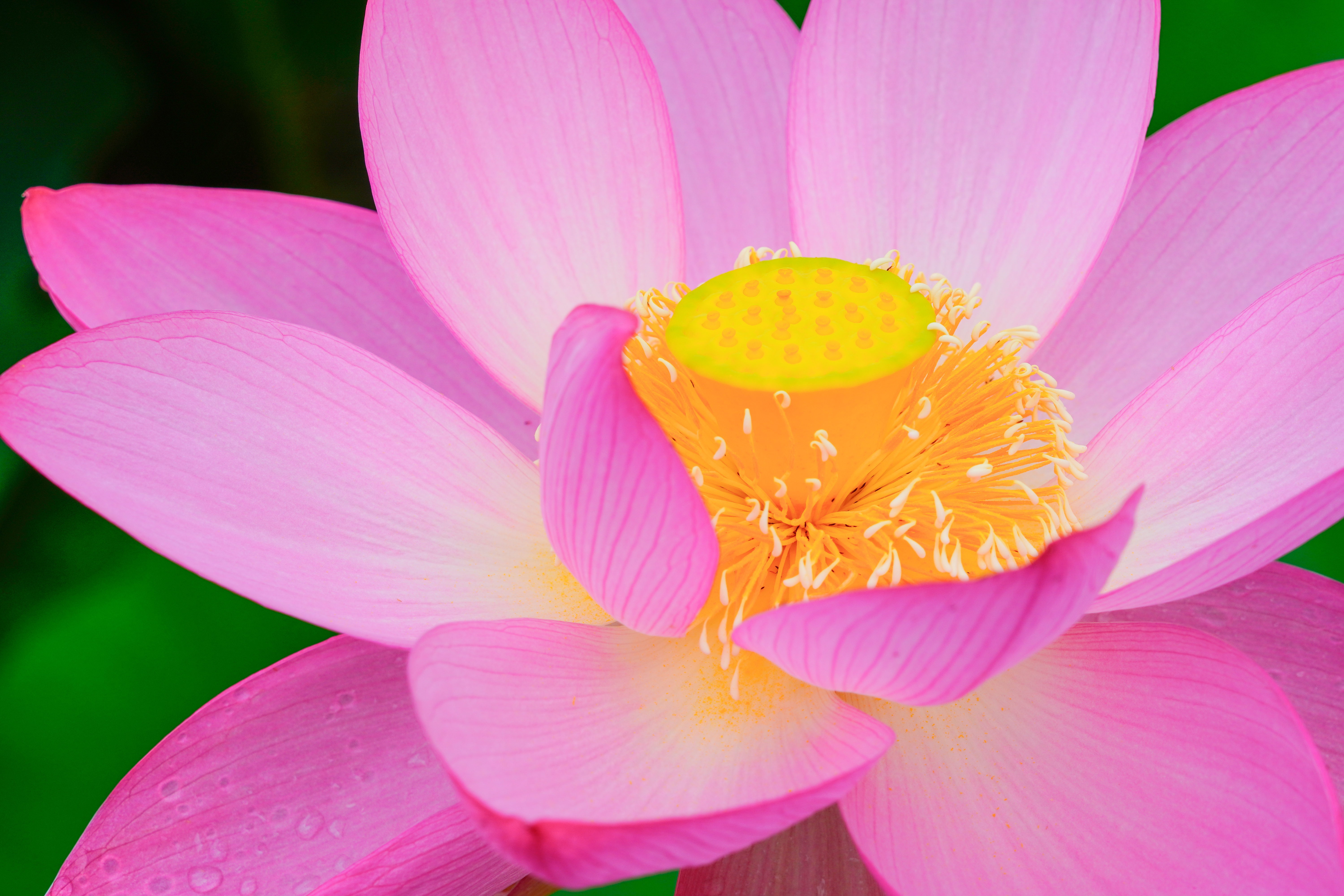 無料壁紙 蓮の花の中。PCとデスクトップ壁紙に最適な4K高画質の無料壁紙。三重県津市の津市白山町二俣の蓮で撮影したフリー写真素材