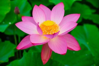 無料壁紙 開花する蓮。PCとデスクトップ壁紙に最適な4K高画質の無料壁紙。三重県津市の津市白山町二俣の蓮で撮影したフリー写真素材