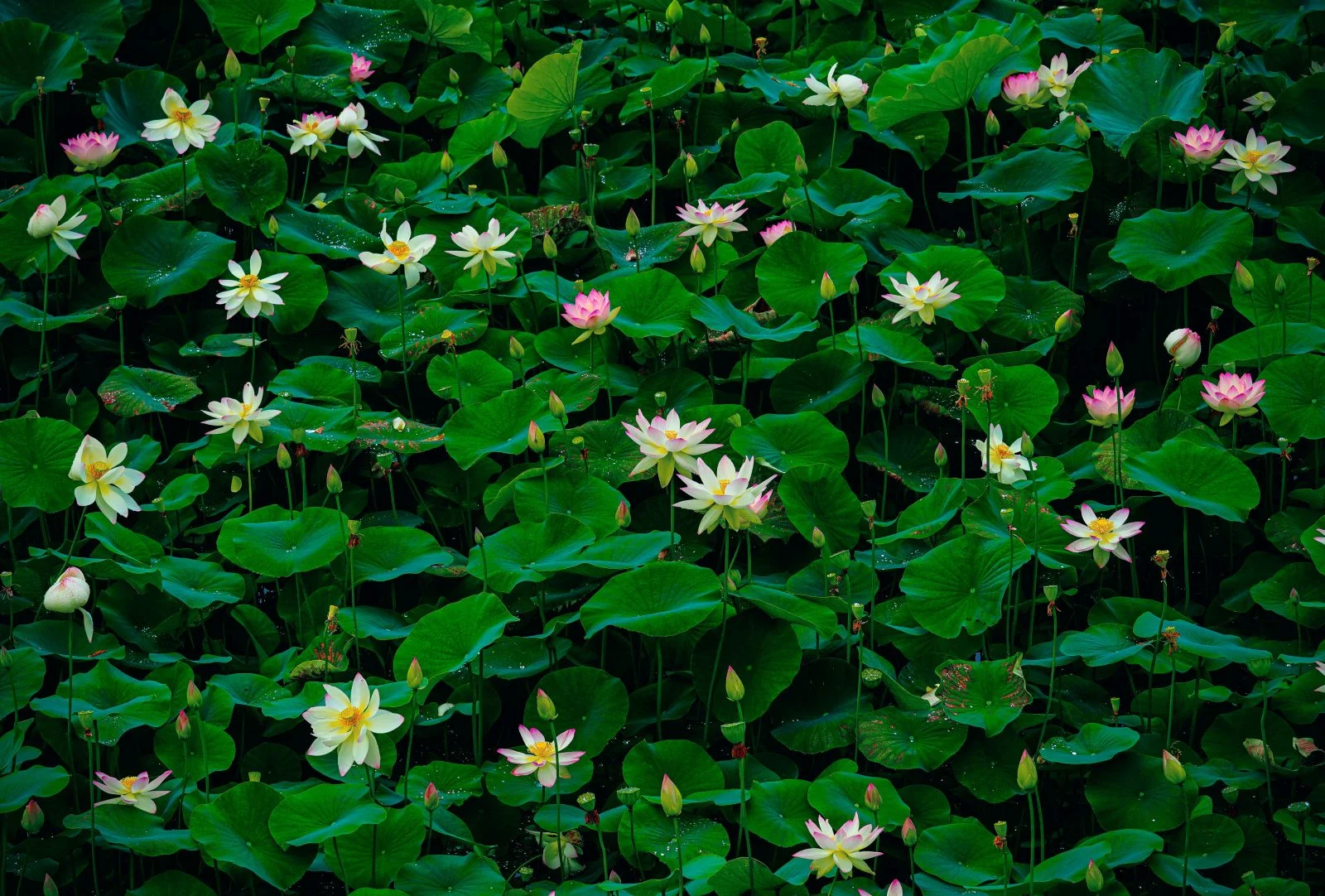 無料壁紙 まるで絵画な蓮。PCとデスクトップ壁紙に最適な4K高画質の無料壁紙。三重県津市の津市白山町二俣の蓮で撮影したフリー写真素材