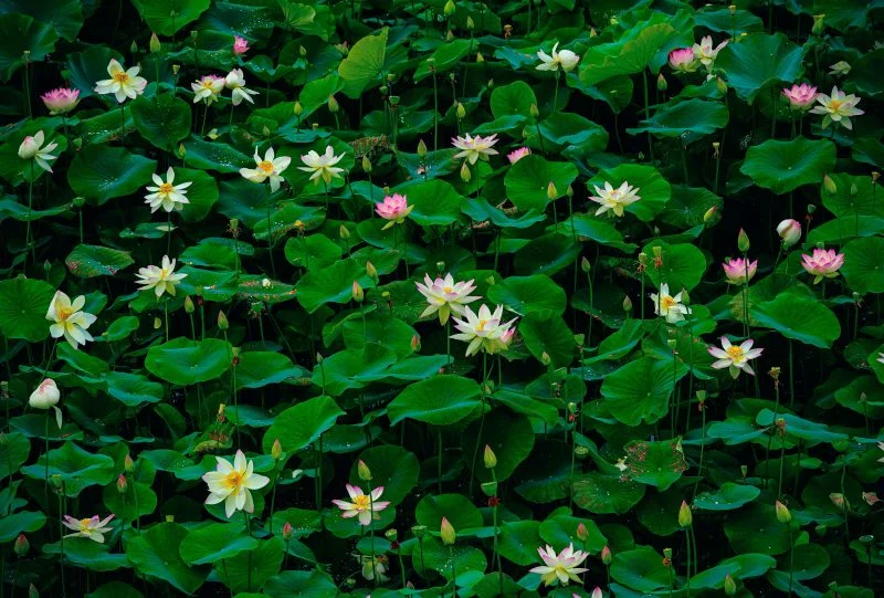 無料壁紙 まるで絵画な蓮。PCとデスクトップ壁紙に最適な4K高画質の無料壁紙。三重県津市の津市白山町二俣の蓮で撮影したフリー写真素材