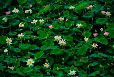 無料壁紙 まるで絵画な蓮。PCとデスクトップ壁紙に最適な4K高画質の無料壁紙。三重県津市の津市白山町二俣の蓮で撮影したフリー写真素材