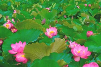 無料壁紙 蓮の群衆。PCとデスクトップ壁紙に最適な4K高画質の無料壁紙。三重県津市の津市白山町二俣の蓮で撮影したフリー写真素材