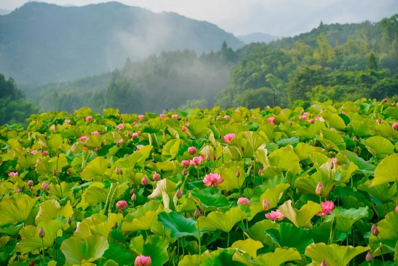 無料壁紙 朝霧と蓮。PCとデスクトップ壁紙に最適な4K高画質の無料壁紙。三重県津市の津市白山町二俣の蓮で撮影したフリー写真素材