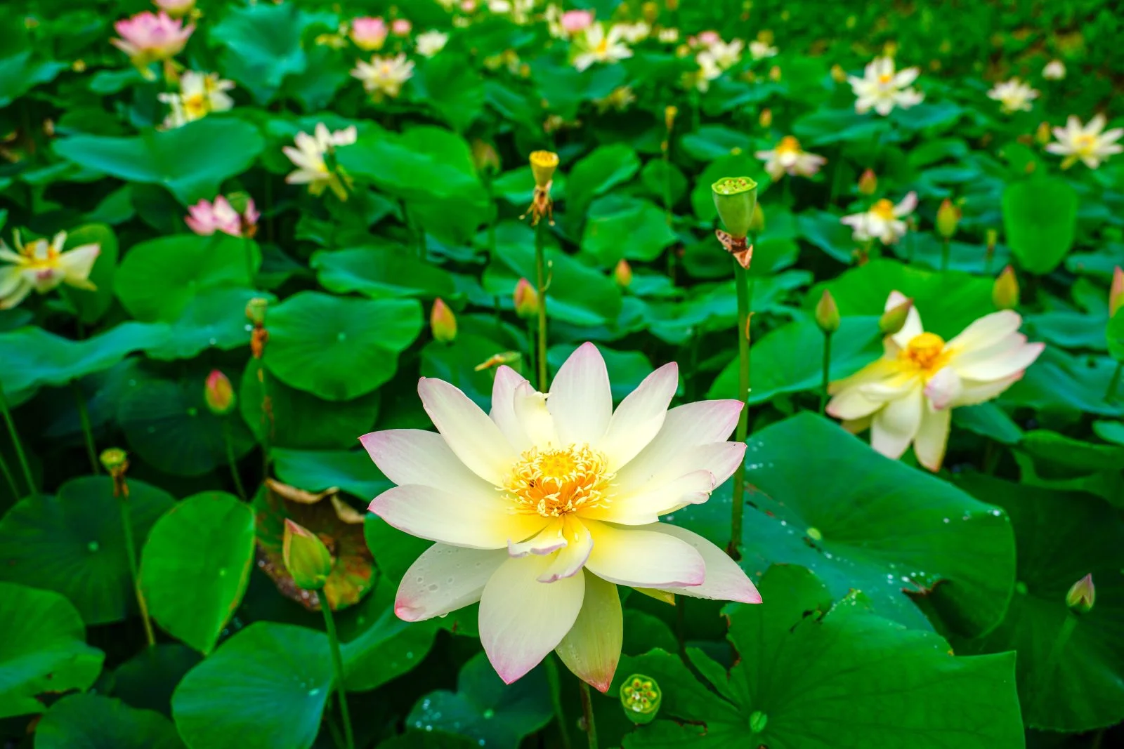 津市白山町二俣の蓮